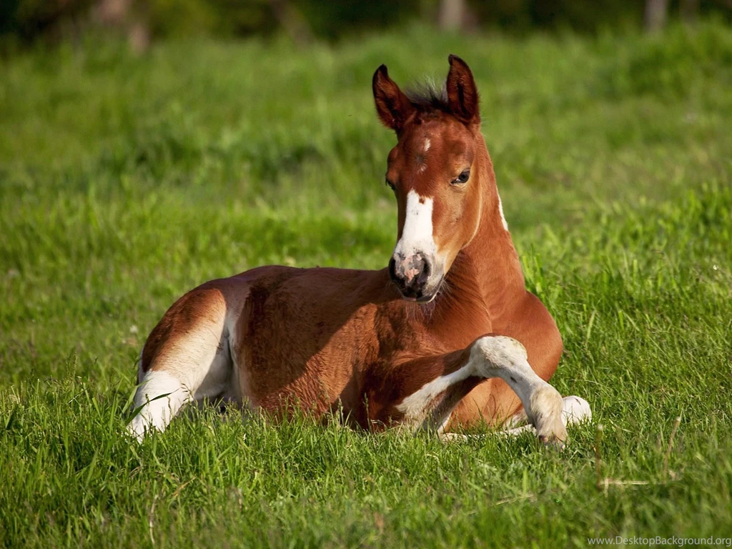 Free Wallpapers American Paint Foal