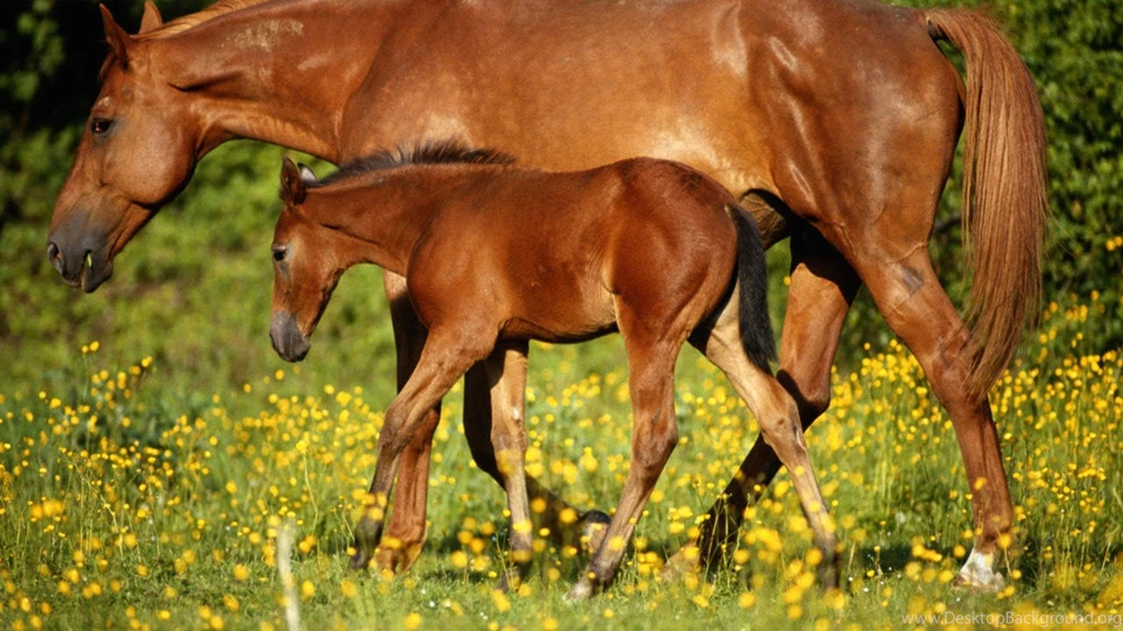Nice Mare Foal >> HD Wallpaper, Get It Now!