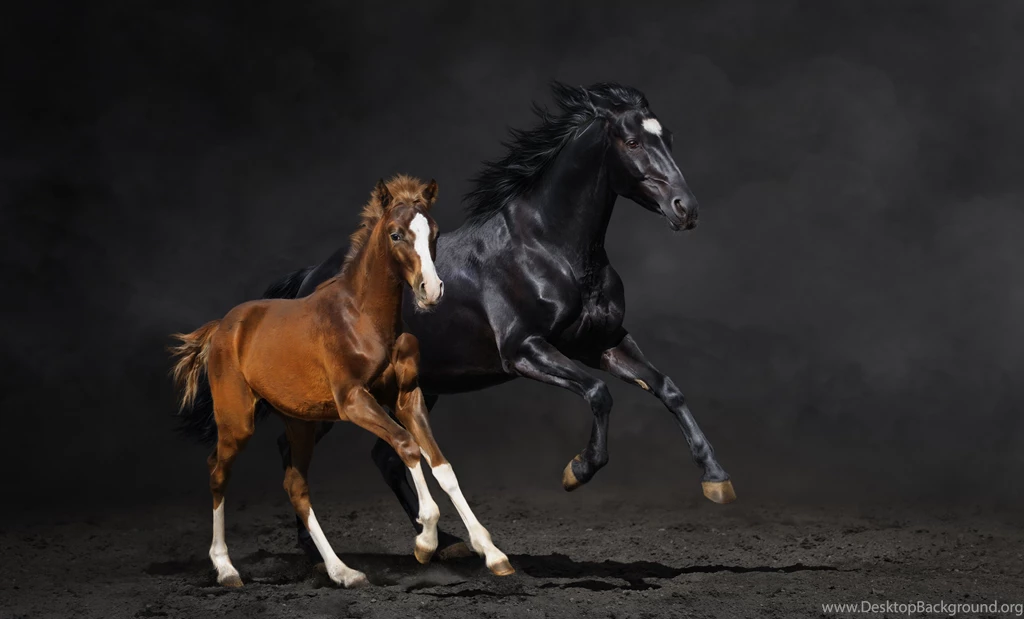Couple Foal Horse Horse Running Dust Wallpapers