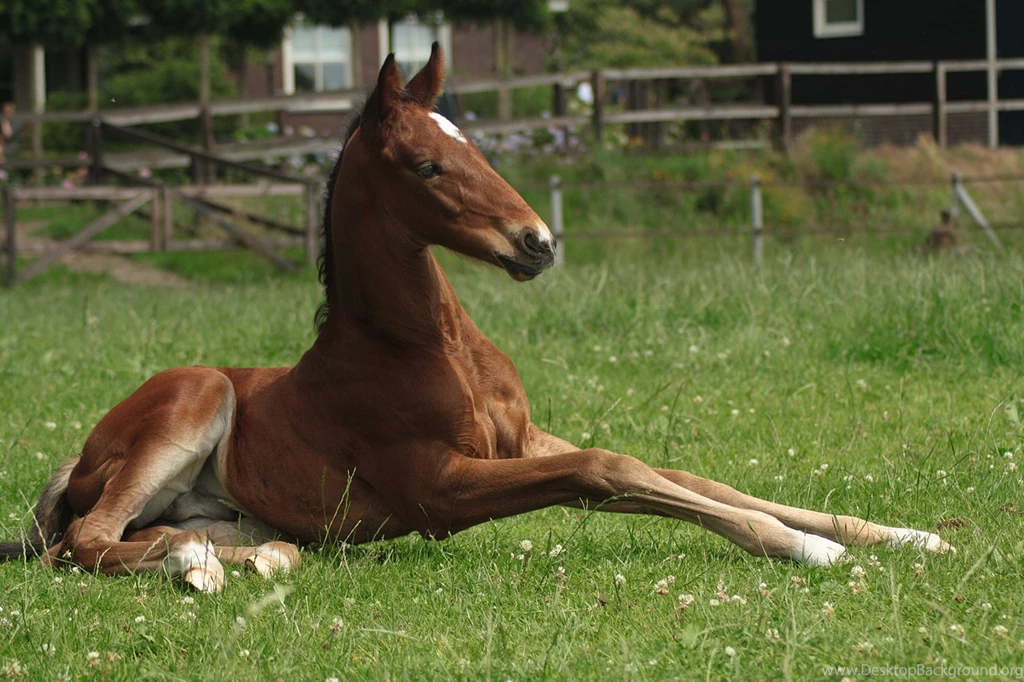 Mare And Foal Stock 1 By Colourize Stock On DeviantArt