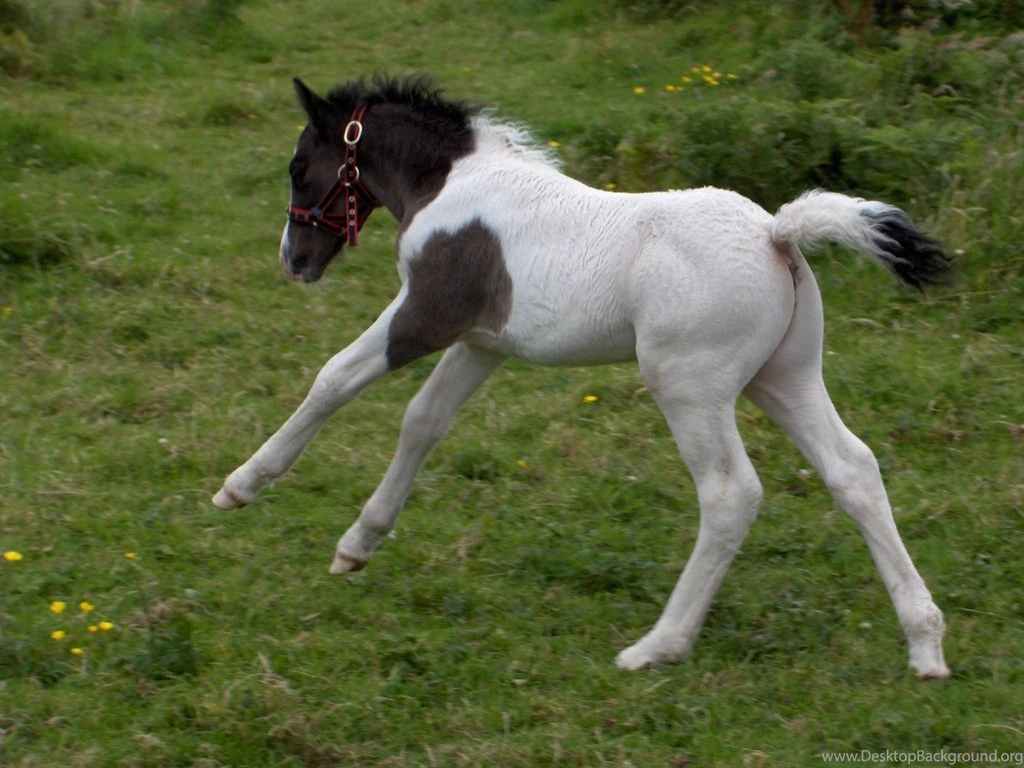 Horse And Foal By Artistic Nature On DeviantArt