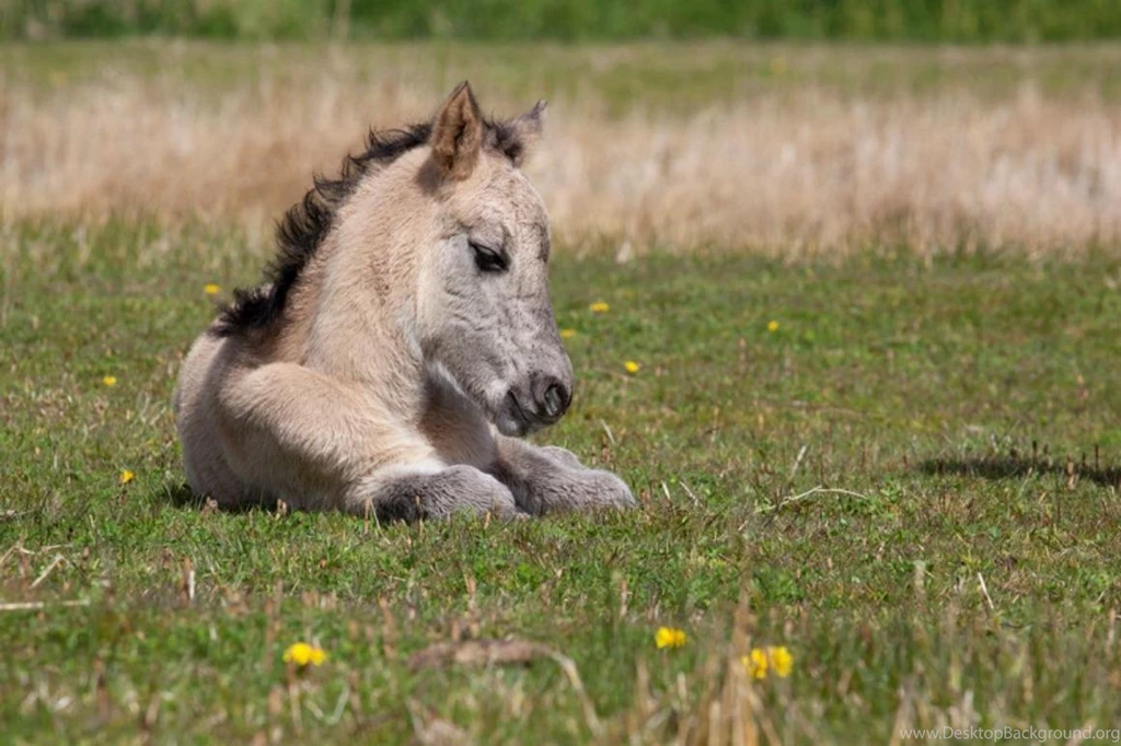 NEWBORN FOAL WALLPAPER   (