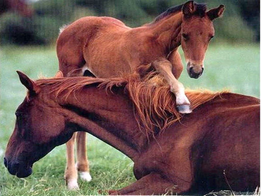 Images Of Baby Horses   Wallpapers HD Wide