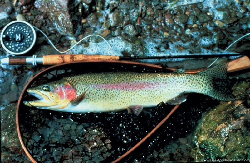 Justpict.com Cutthroat Trout Wallpapers