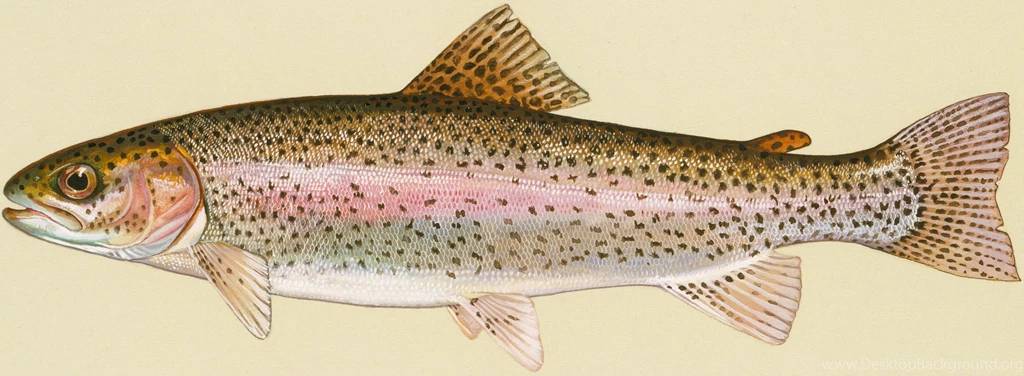 Rainbow Trout Photo And Wallpaper. Cute Rainbow Trout Pictures