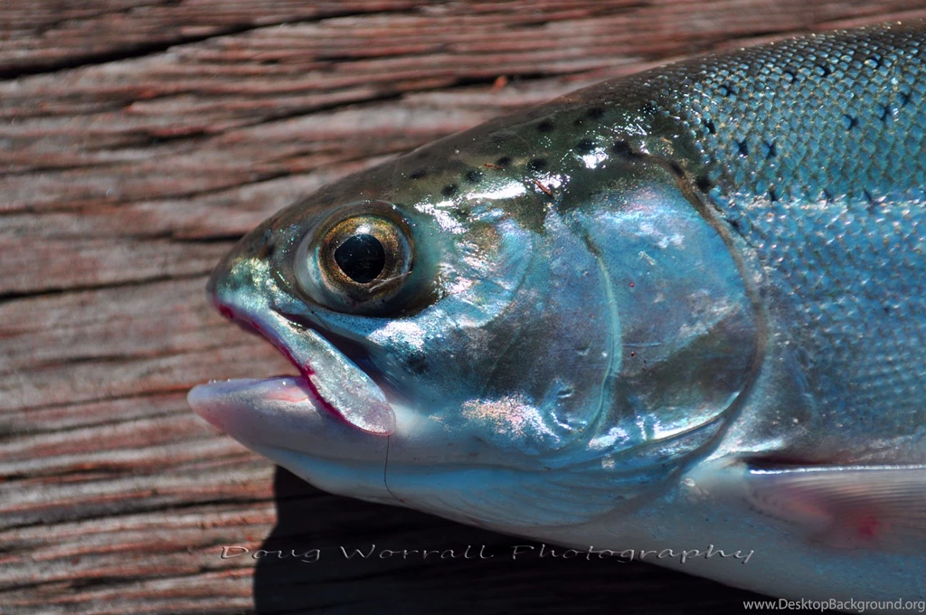Inland Brown Trout Hamilton Ontario