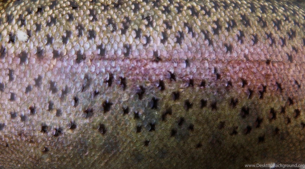 Bryanlikestofish: Fish Skins   First Installment