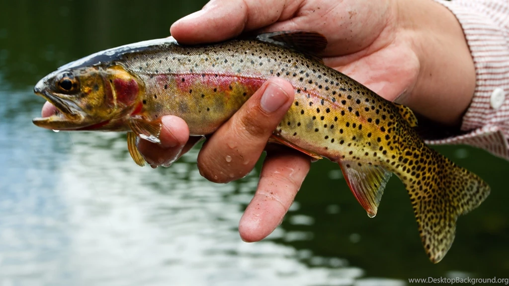 2560x1440 Fishing, Trout, Fish, River Fishing, Hand, Rainbow Trout ...