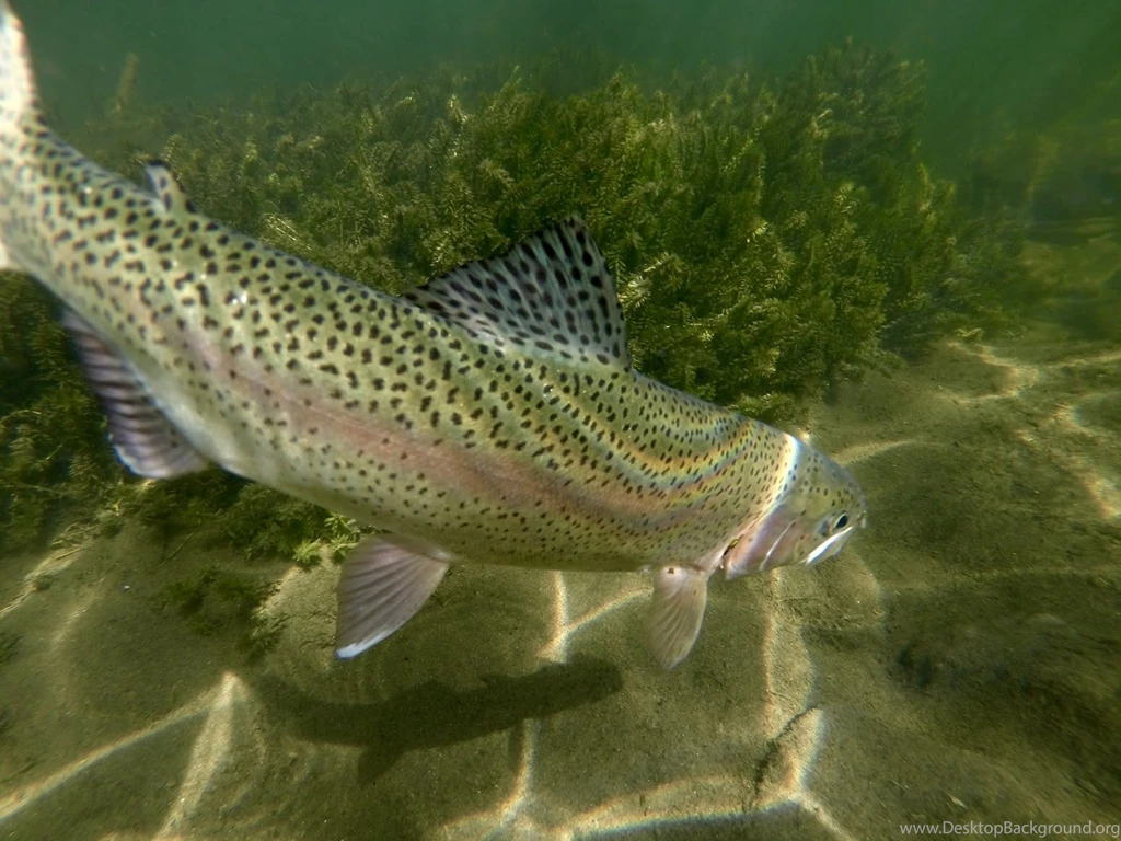 Erik's Fly Fishing Blog: A Friend From France: Day 2