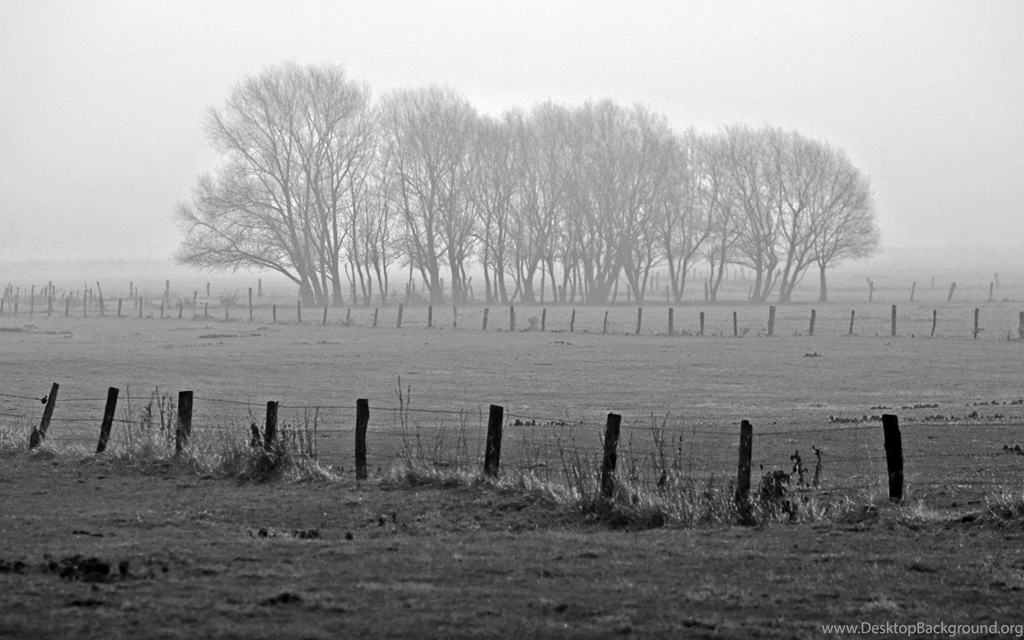 Black And White Trees Desktop Backgrounds HD 1920x1200