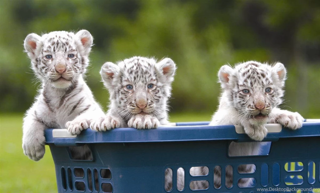 We Got White Tiger,Cheetah And Lion Cubs For Sale With Papers ...