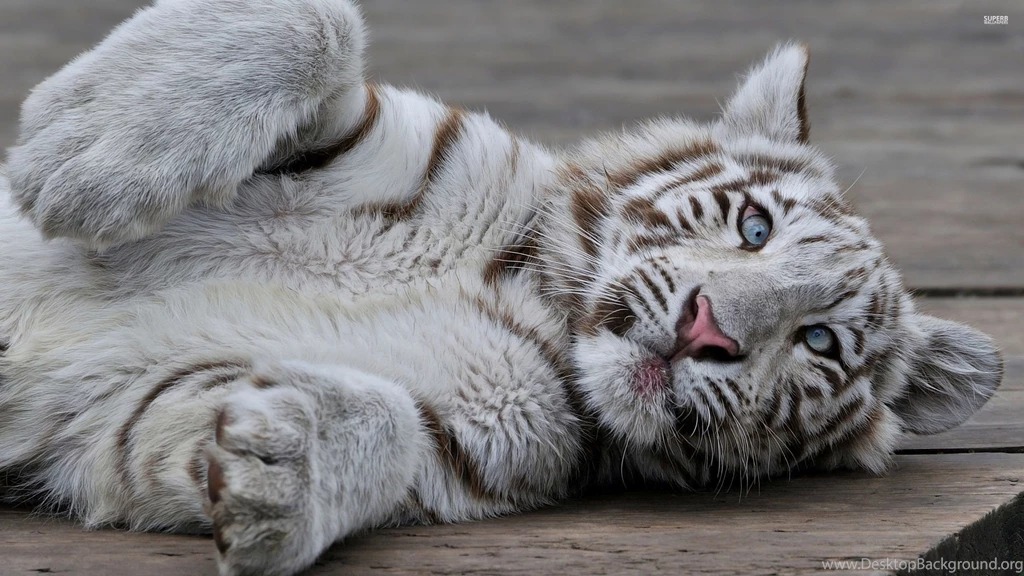 White Tiger Cub O Wooden Floor Wallpapers Animal Wallpapers