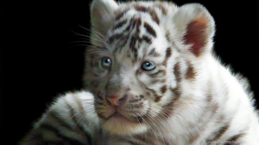 WHITE TIGER CUB WALLPAPER (