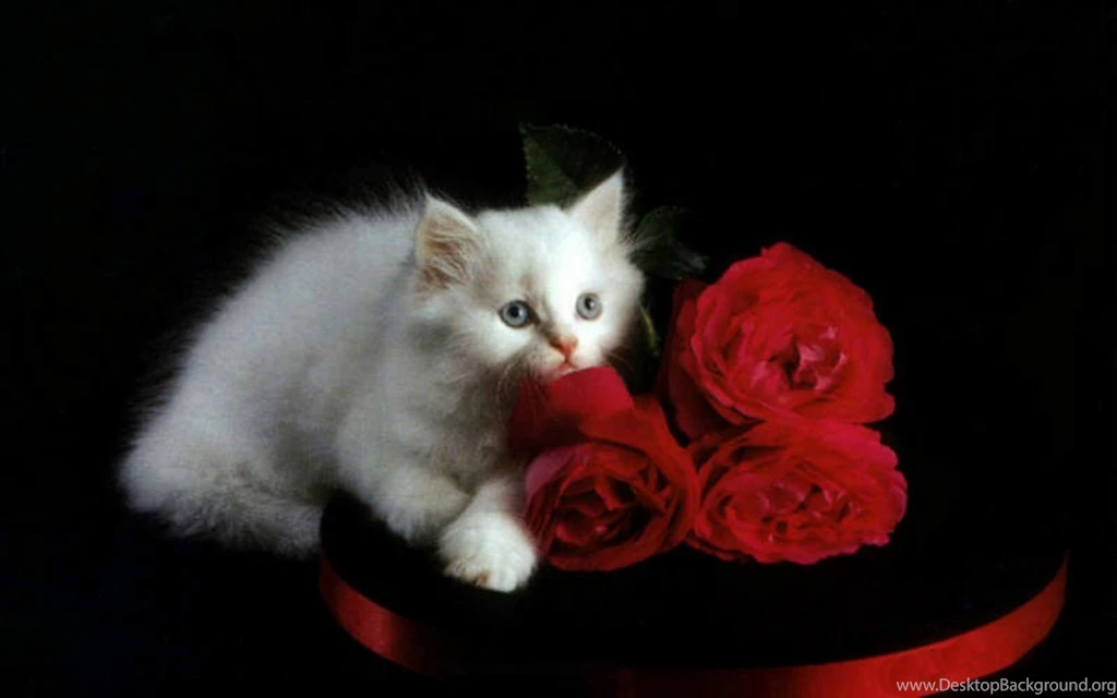 White Kitten And Red Roses   Roses Wallpapers (16155609)   Fanpop