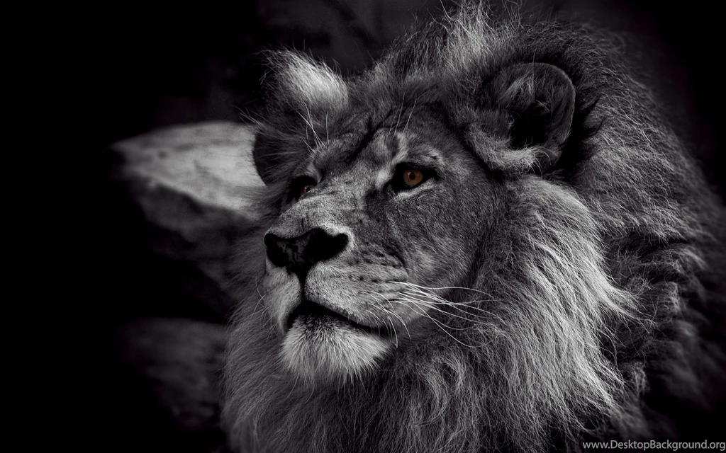 Lion Hd Wallpapers 077