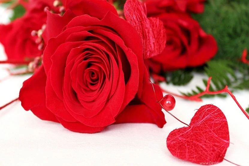 Beautiful Red Rose HD Images For Happy Rose Day 2016