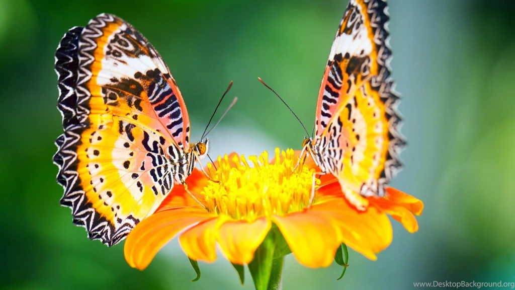Wallpapers Kupu Kupu Cantik