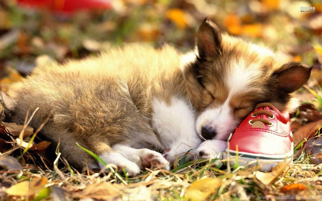 Jestingstock.com Corgi Wallpapers