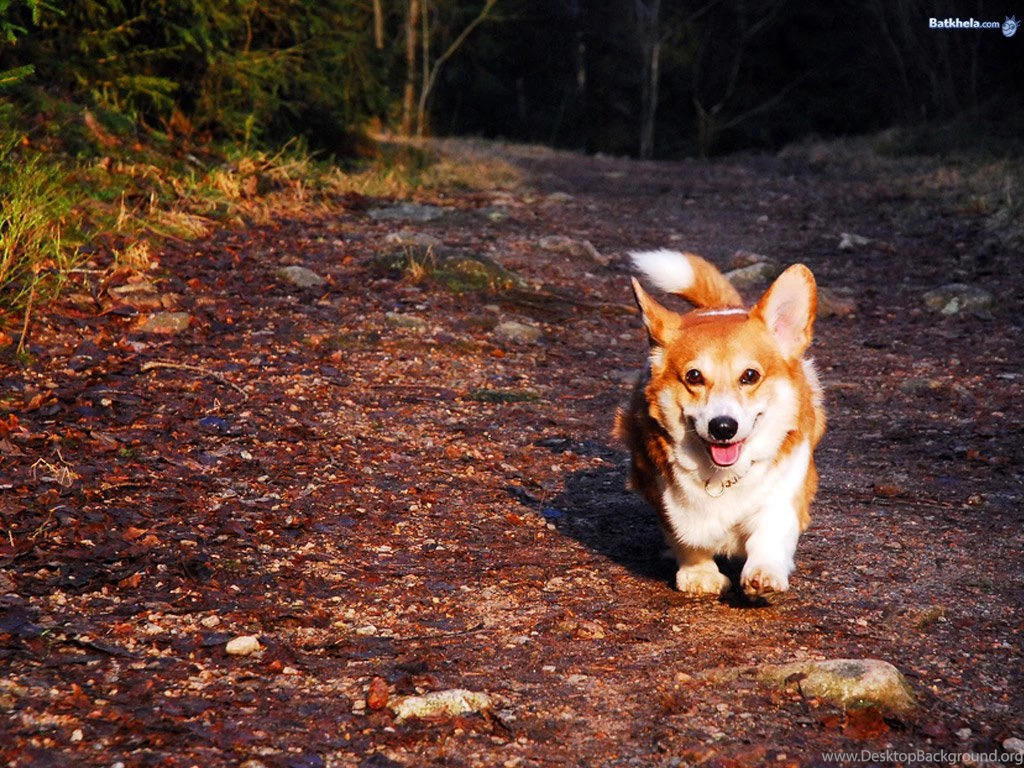 Wallpapers Corgi Free In Forest The 1024x768