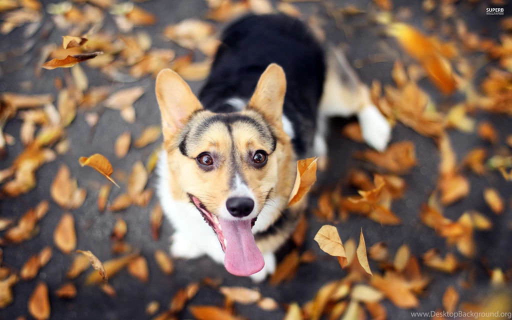 Corgi Wallpaper.