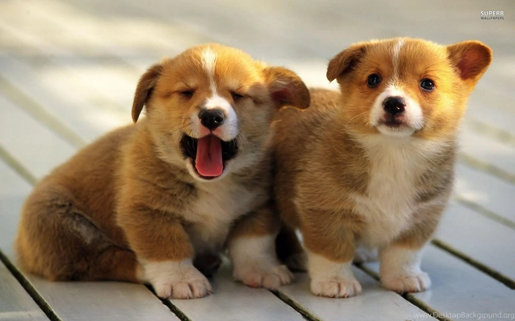 Baby Corgis Wallpapers Wallpaper.