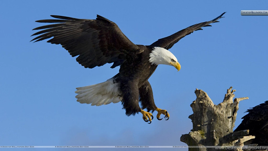 High Definition Eagle Wallpapers For Free Download
