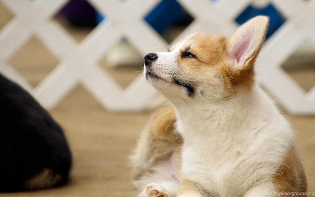 Baby corgi wallpaper 1920x1200 Magic4Walls.com