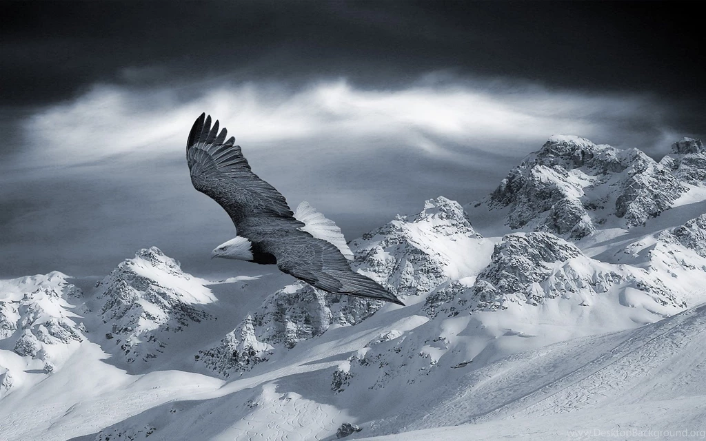 Desktop Bald Eagle Photo Gallery Download