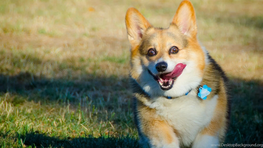 Download Wallpapers 3840x2160 Welsh Corgi, Dog, Run, Protruding ...