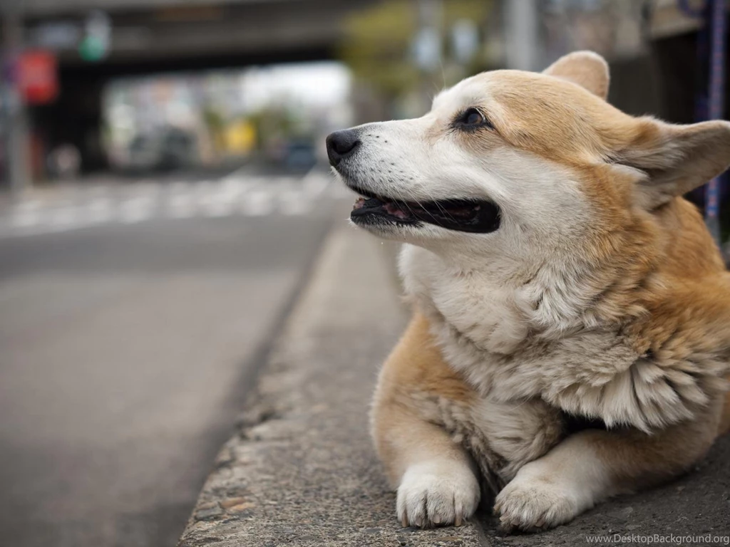 Welsh Corgi Pembroke On The Street Photo And Wallpaper. Beautiful ...