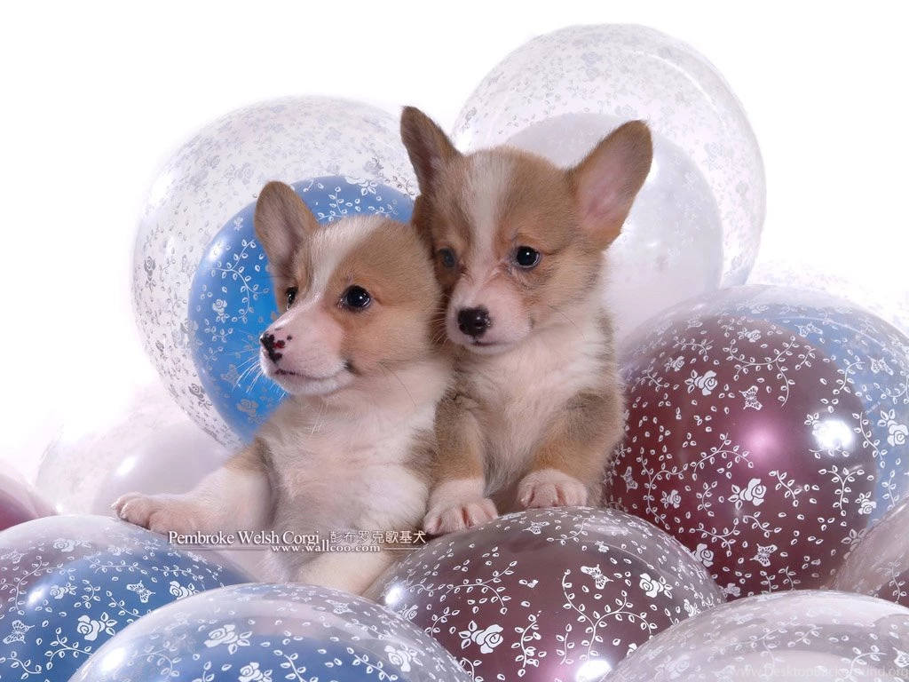 Welsh Corgi HD Wallpapers