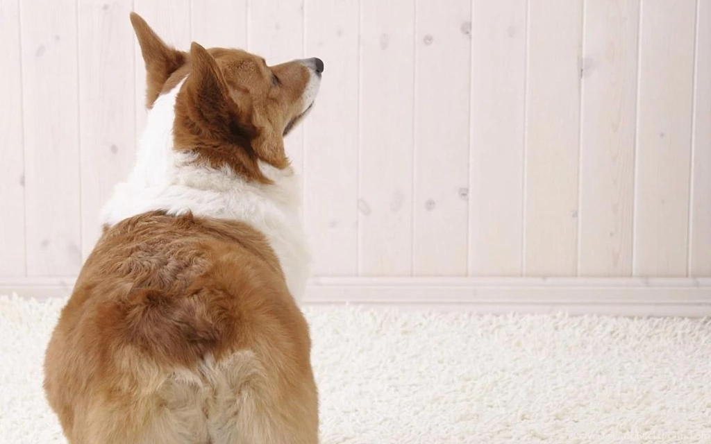 Welsh Corgi 1920x1200 Wallpapers,Welsh Corgi 1920x1200 Wallpapers ...