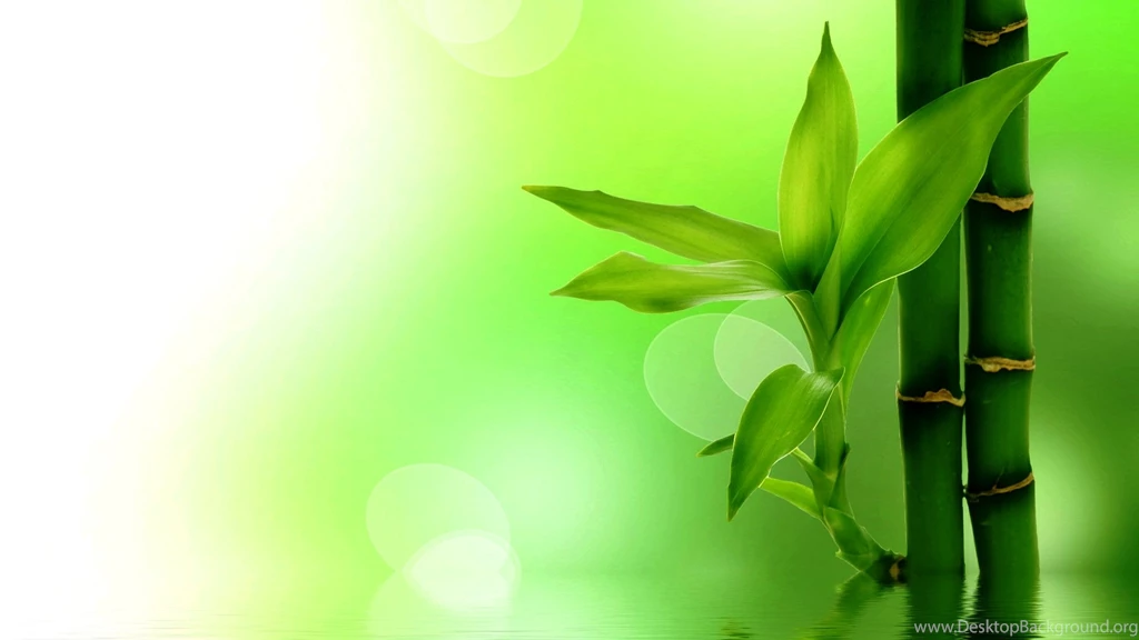 1920x1080p Desktop Wallpapers Green Bamboo Photos Of What We Need ...