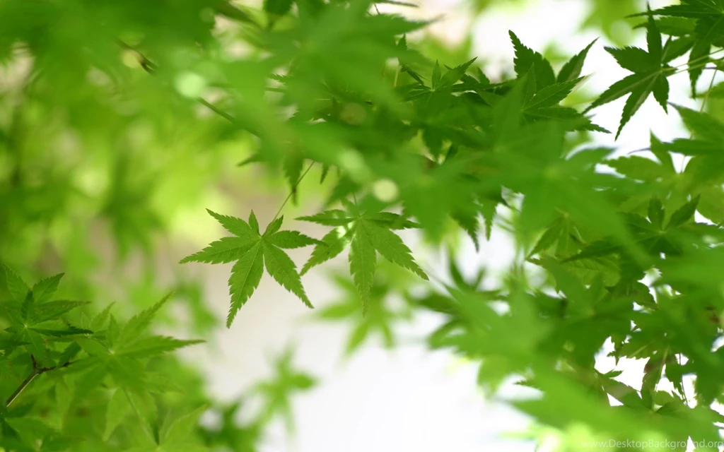 Natural Green Wallpapers All Wallpapers New