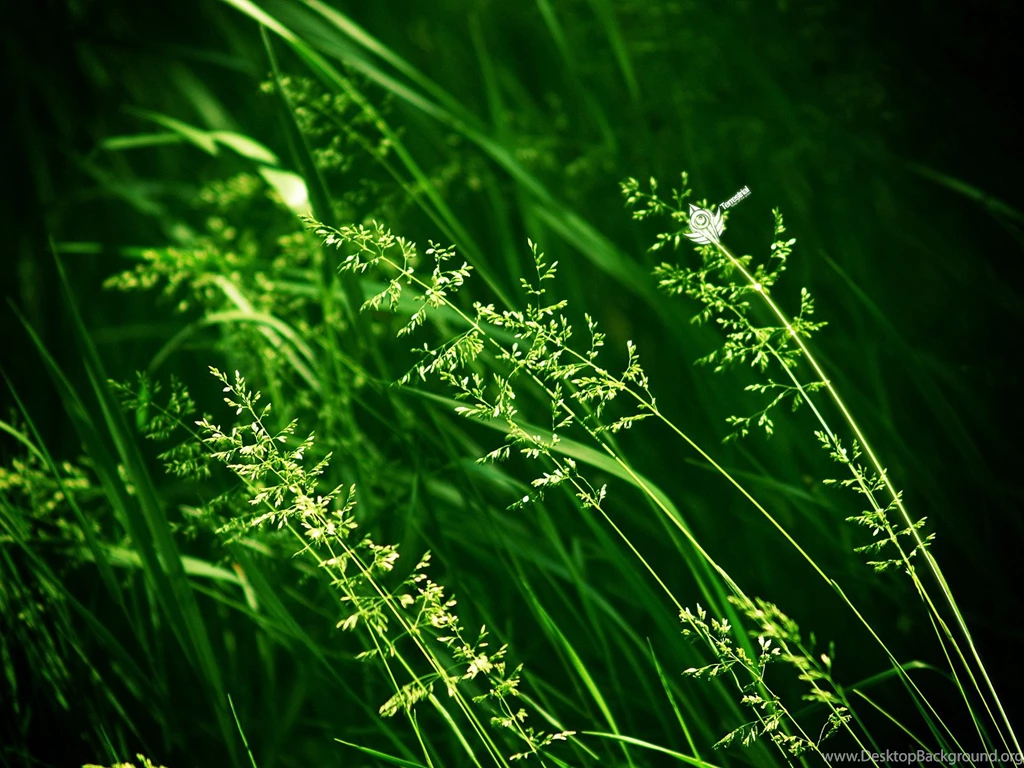 Cool Green Wallpapers Beautiful Plants_High Definition Wallpapers ...