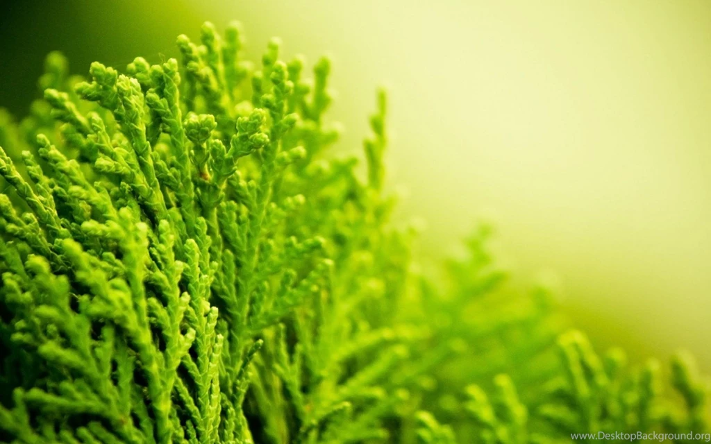 Best Green Plant Macro Wallpapers Best