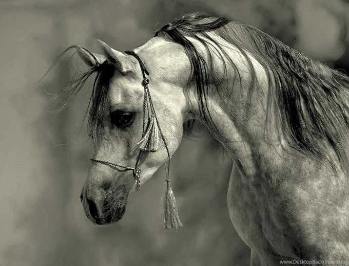 Arabian Horse Photos