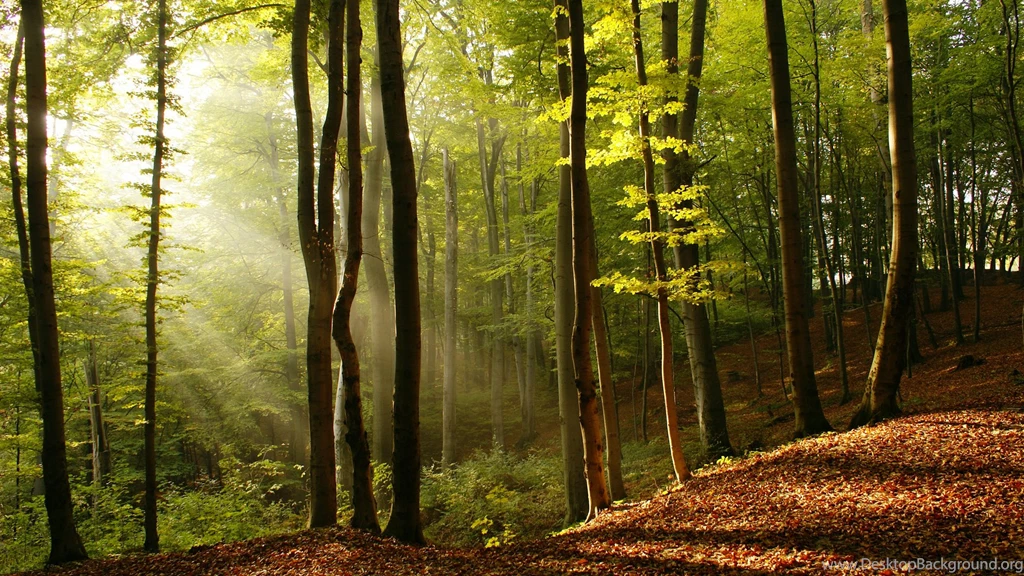 Beautiful Forest Cool Wallpapers 4998   HD Wallpapers Site