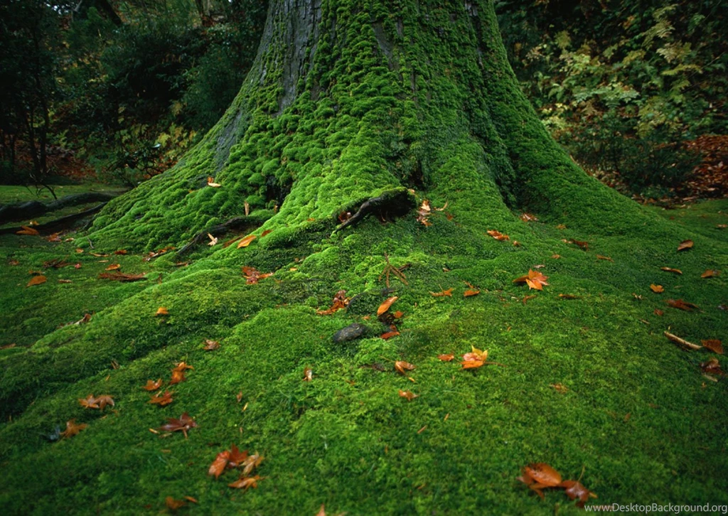 Beautiful Green Nature Wallpapers