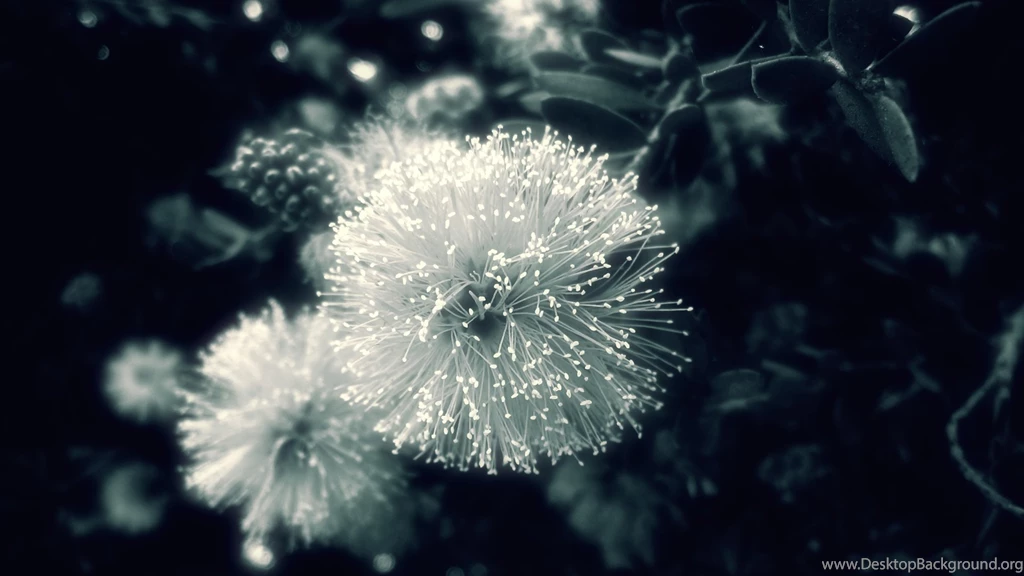 Beautiful Nature Macro Wallpapers For Android