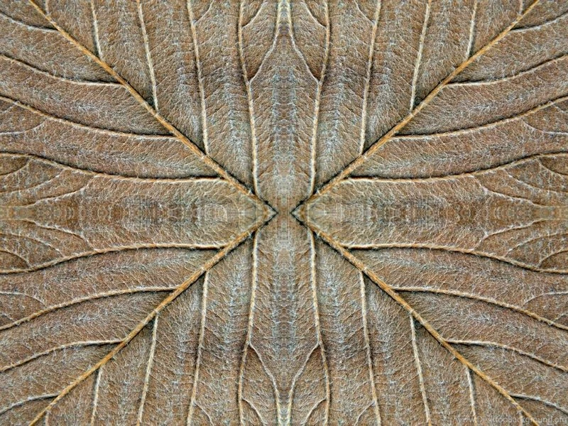 Autumn Leaf Texture Suitable As Abstract Symmetrical Backgrounds ...