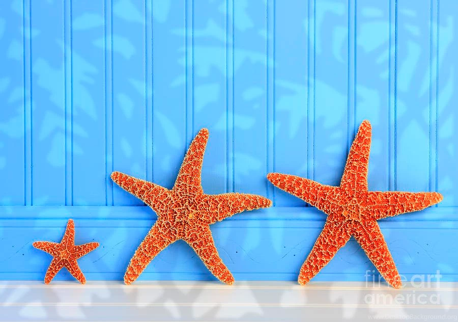 Three Starfish On Blue Backgrounds Photograph By Susan McKenzie