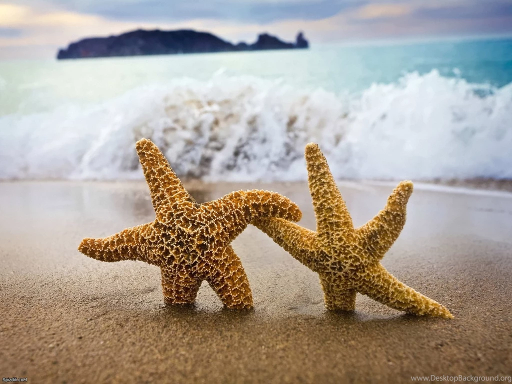 Starfish Wallpapers