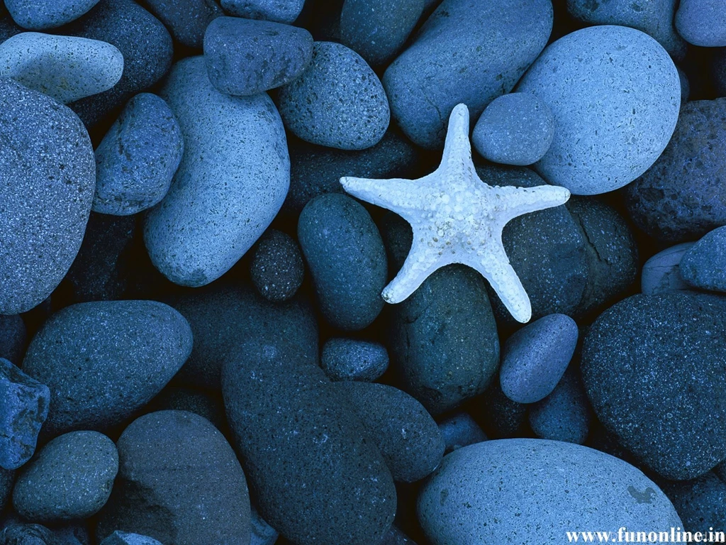 Starfish Wallpapers, Download Charming Starfishes HD Wallpapers Free