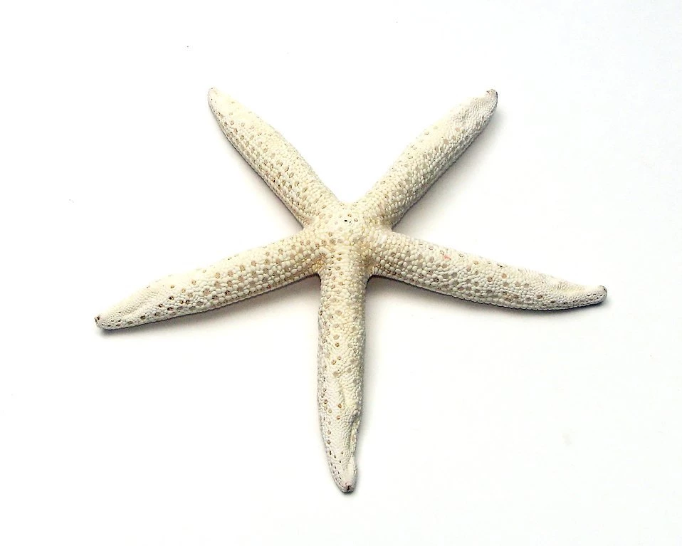 Starfish