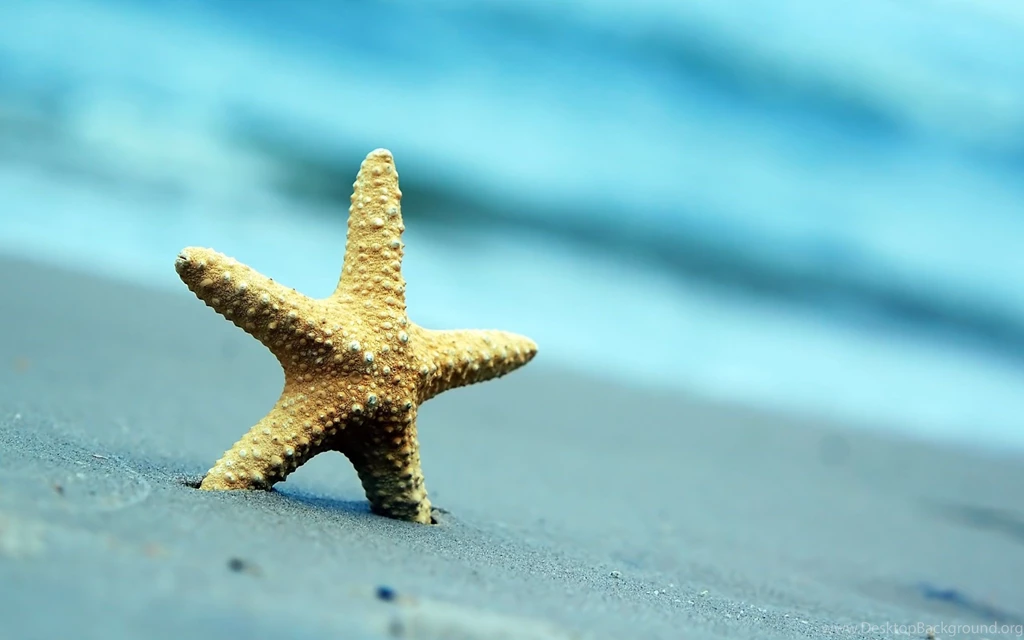 Wide Brim Hat Towels Flip Flops Starfish On Sand Beach