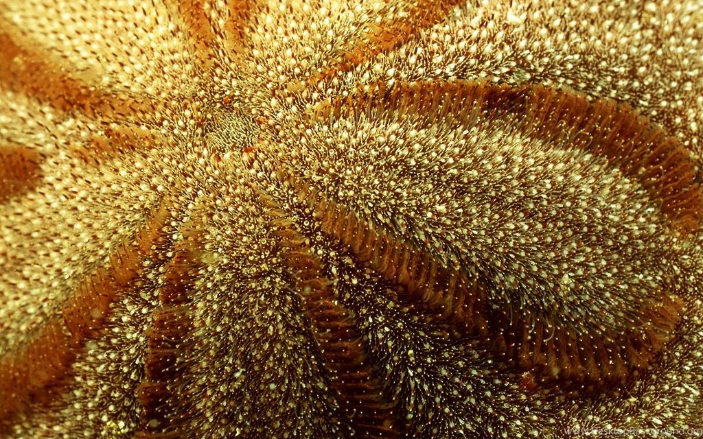 Download The Starfish Feelers Wallpaper, Starfish Feelers iPhone ...