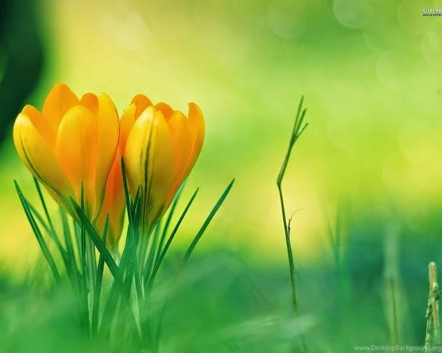 Most+beautiful+and+colorful+Flowers+Wallpapers.jpg