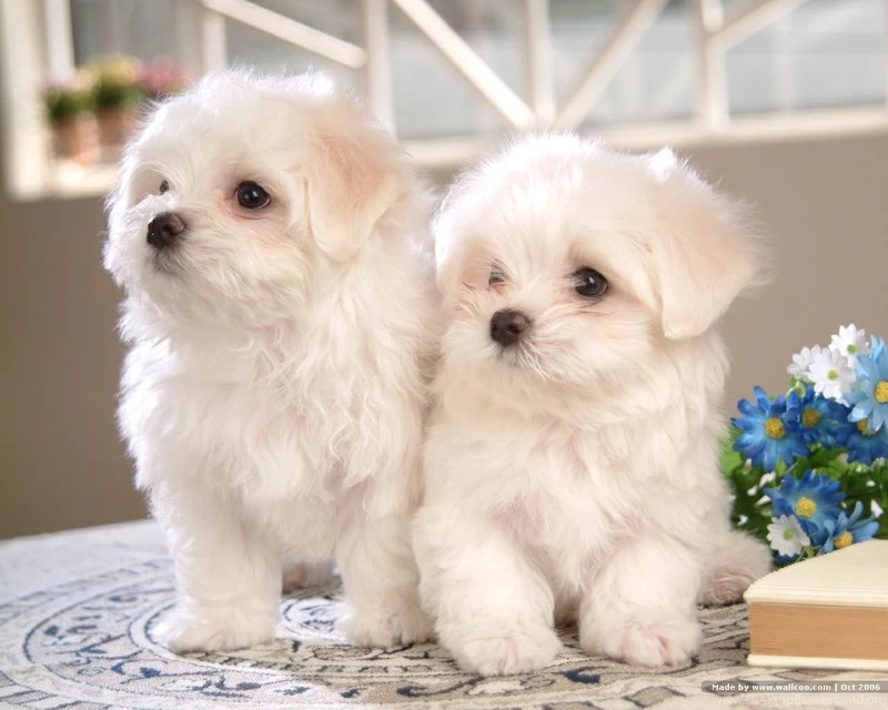 The Dogs DUHN DUHN DUHN: January 2015