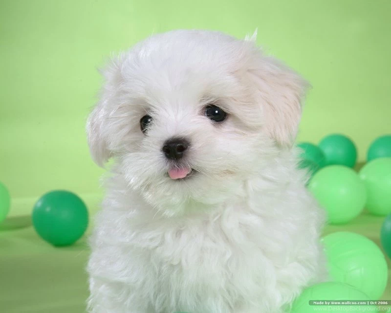 Animal Cute Dog Animals Dogs Hd Desktop Wallpaper. Cute Animal ...